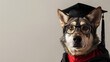 Portrait of wolf wearing a graduation cap and glasses.