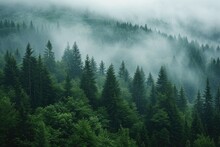 A Misty Forest With An Abundance Of Tall Pine Trees. Perfect For Nature-themed Designs And Backgrounds
