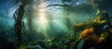 Fototapeta Do akwarium - Photo of kelp forest submerged