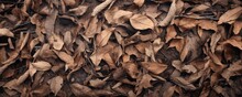 Dry Leaves And Twigs Are Scattered Around On The Ground, Large Scale, Top View, Detailed Texture.