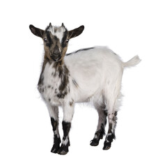Leinwandbilder - Cute white with brown Pygmy goat, standing side ways facing camera. Looking straight towards camera showing both eyes. Isolated cutout on a transparent background.