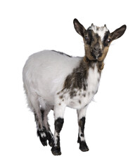 Aufkleber - Cute white with brown Pygmy goat, standing side ways facing camera. Looking straight towards camera showing both eyes. Isolated cutout on a transparent background.