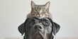 A cat is sitting on top of a dog's head. This image can be used to depict an unlikely friendship between different animals