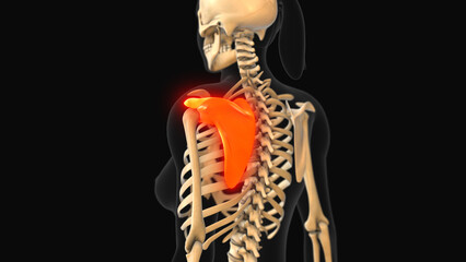 Wall Mural - Medical animation of the scapula bone pain