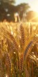wheat stalks field sun shining arabic pronunciation bah gods creation gold prosperity flour heavy grain parchment purity
