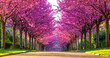 Alleyway of blooming colorful japanese cherry trees (Prunus serrulata 'Kanzan') in Rombergpark garden in Dortmund on a sunny April morning. Panorama with vibrant pink flowering trees in perfect rows.