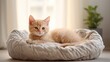 © pvl0707 - charm of a cute cat in its element, lying contentedly in a plush cat bed. The adorable feline exudes relaxation, creating an irresistible image of domestic bliss and comfort