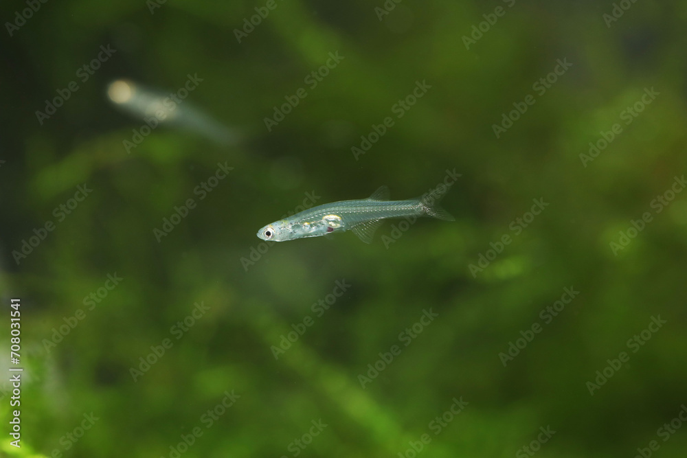 Miniature transparent fish Danionella cerebrum from Myanmar Stock Photo ...