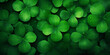 Green leaves  shamrock lucky four leaf clover in the field, Four leaf clover background.