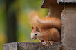 Cute young red squirrel in a natural park in warm morning light. Very cute animal, interesting about its surroundings, colorful, looking funny. Jumping and climbing trees, running, eating