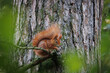 Cute young red squirrel in a natural park in warm morning light. Very cute animal, interesting about its surroundings, colorful, looking funny. Jumping and climbing trees, running, eating