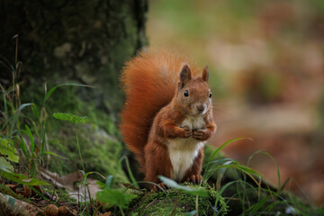 Wall Mural - cute young red squirrel in a natural park in warm morning light. very cute animal, interesting about