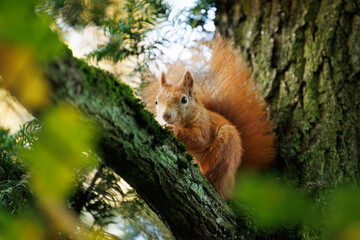 Wall Mural - cute young red squirrel in a natural park in warm morning light. very cute animal, interesting about