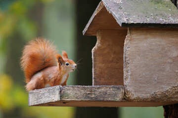 Wall Mural - cute young red squirrel in a natural park in warm morning light. very cute animal, interesting about