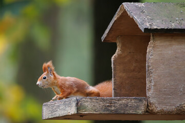 Wall Mural - cute young red squirrel in a natural park in warm morning light. very cute animal, interesting about
