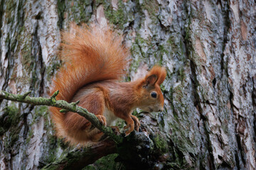 Wall Mural - cute young red squirrel in a natural park in warm morning light. very cute animal, interesting about