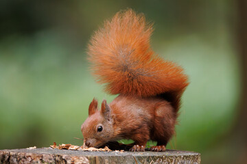 Wall Mural - cute young red squirrel in a natural park in warm morning light. very cute animal, interesting about