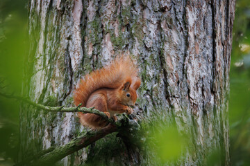 Wall Mural - cute young red squirrel in a natural park in warm morning light. very cute animal, interesting about
