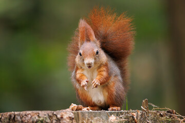 Wall Mural - cute young red squirrel in a natural park in warm morning light. very cute animal, interesting about
