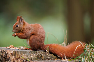 Wall Mural - cute young red squirrel in a natural park in warm morning light. very cute animal, interesting about