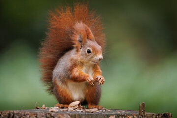 Wall Mural - cute young red squirrel in a natural park in warm morning light. very cute animal, interesting about