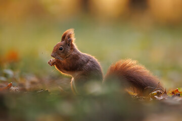 Wall Mural - cute young red squirrel in a natural park in warm morning light. very cute animal, interesting about