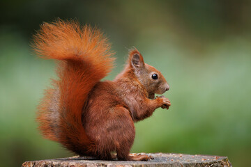 Wall Mural - cute young red squirrel in a natural park in warm morning light. very cute animal, interesting about