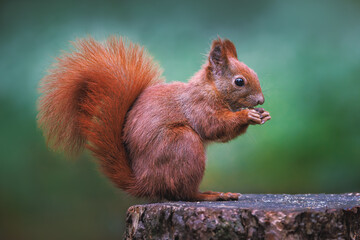 Wall Mural - cute young red squirrel in a natural park in warm morning light. very cute animal, interesting about