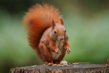 Fototapete - Cute young red squirrel in a natural park in warm morning light. Very cute animal, interesting about its surroundings, colorful, looking funny. Jumping and climbing trees, running, eating
