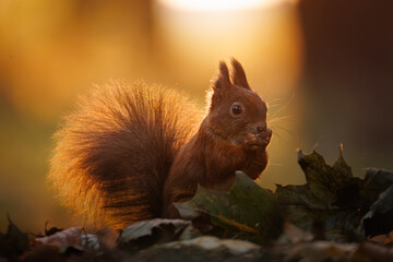 Wall Mural - cute young red squirrel in a natural park in warm morning light. very cute animal, interesting about