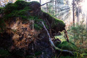 Wall Mural - sunbeams in forest over fallen tree and mushrooms