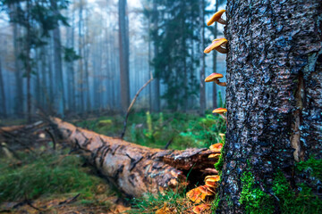 Wall Mural - orange mushrooms on tree bark on misty morning