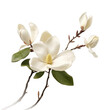  Magnolia: Dignity and nobility (3)