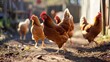 chickens walk around a modern farm on a sunny day