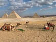 Camel caravan resting in the desert near the Egyptian Pyramids, Giza.