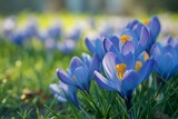 A bunch of blue crocus flowers in an idyllic green spring meadow