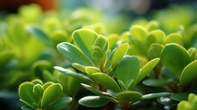 Close Up Of Green Leaves With Selective Focus And Shallow Depth Of Field