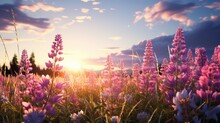 Sunset Over Lupine Field. Colorful Summer Landscape