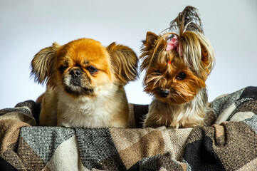 Pekingese and Yorkshire, two lady dogs together. Isolated on gray.