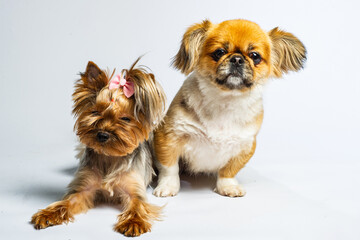 Pekingese and Yorkshire, two lady dogs together. Isolated on gray.