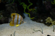 yellow-white fish