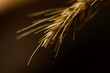 the wheat in light