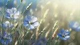 Fototapeta Kwiaty - Niebieskie kwiaty lnu na polanie