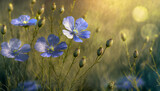 Fototapeta Kwiaty - Niebieskie kwiaty lnu na polanie