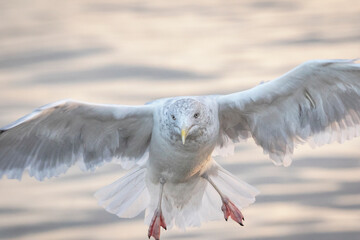 The handsome Herring Gull modeling along the Coast of  Maine