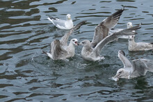 Group Of Herring Gulls Fighting In The Water Over A Fish