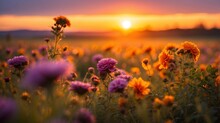 A Photograph Of Beautiful Purple, Orange And Yellow Flowers In A Field, Focusing On The Sunset And The Grassy Meadow Is Blurred, Creating A Warm Golden Hour Effect During Sunset And Sunrise