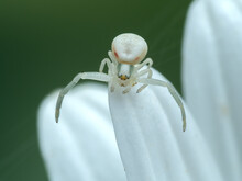 P8280120 Female Goldenrod Crab Spider, Misumena Vatia, On White Flower CECP 2023