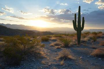 Wall Mural - Lonely cactus casting a long shadow in the desert twilight