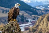 Fototapeta  - Majestic bald eagle perched on a high cliff overlooking a valley
